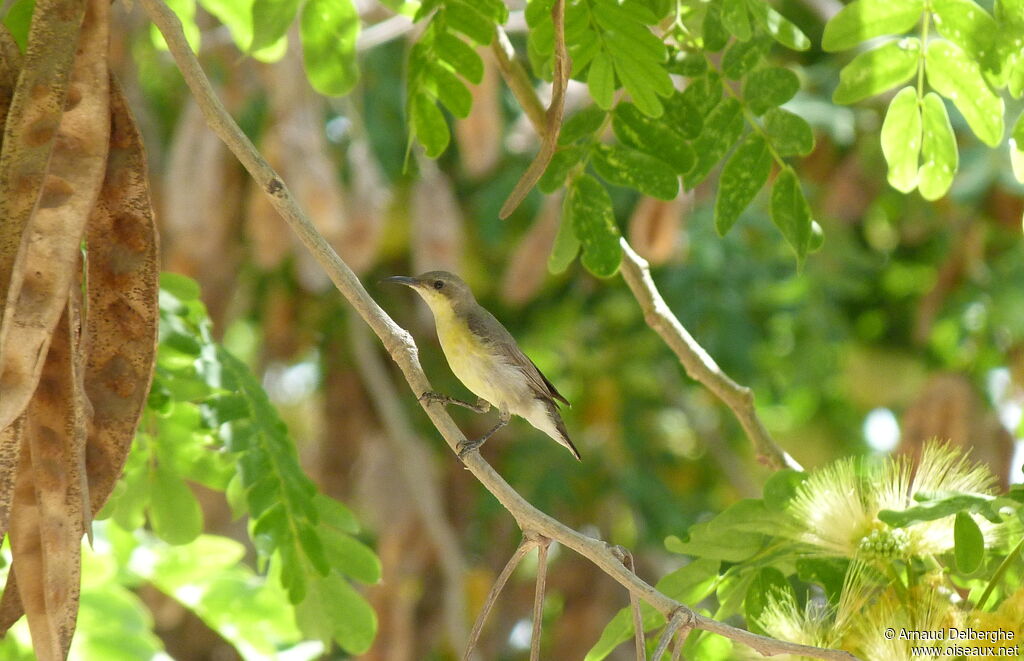 Purple Sunbird female