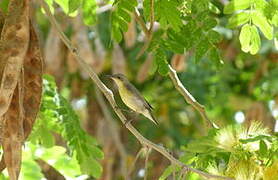 Purple Sunbird