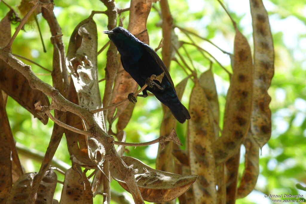 Purple Sunbird male