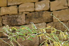 Purple Sunbird