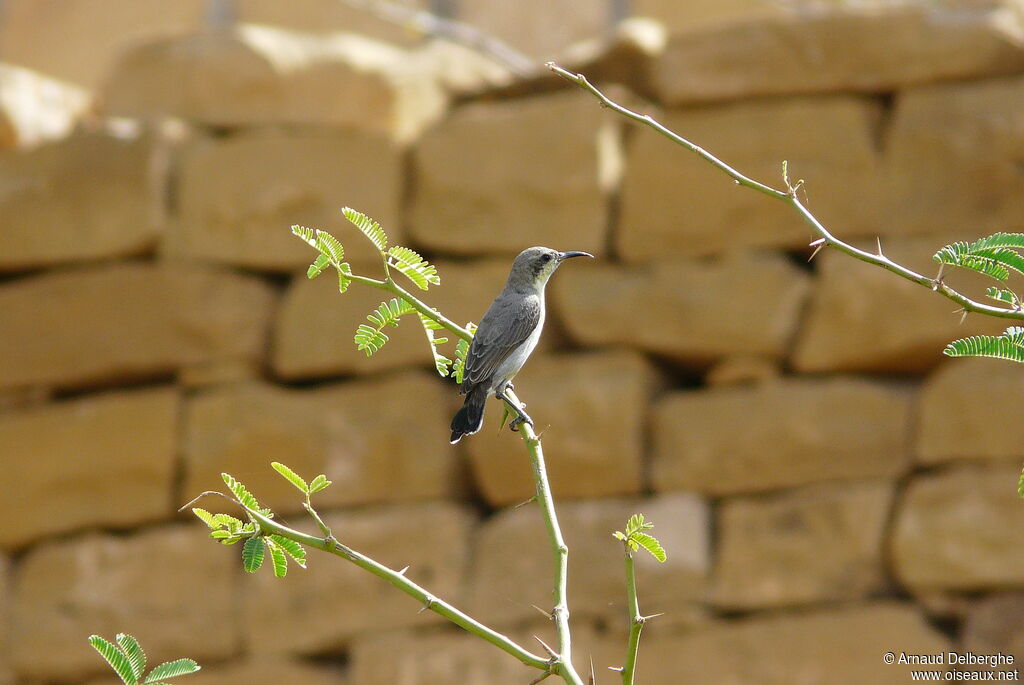 Purple Sunbird female