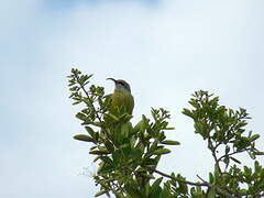 Bronzy Sunbird