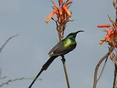 Bronzy Sunbird