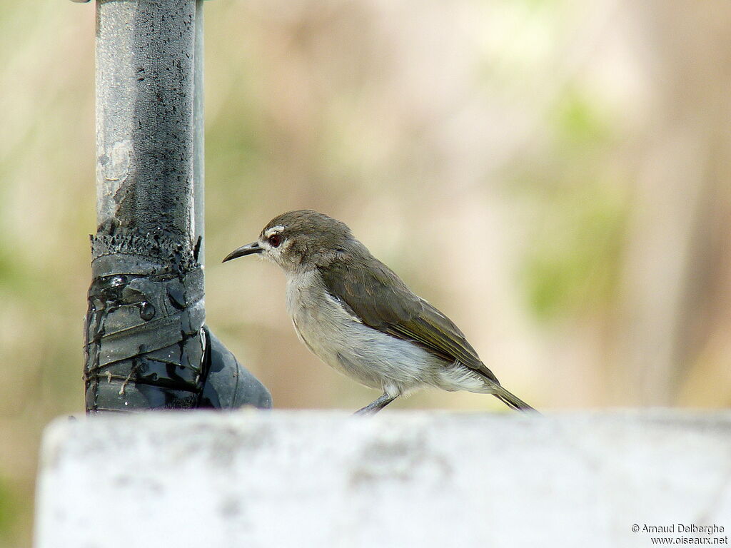 Mangrove Sunbird