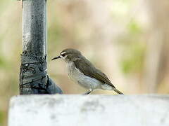 Mangrove Sunbird