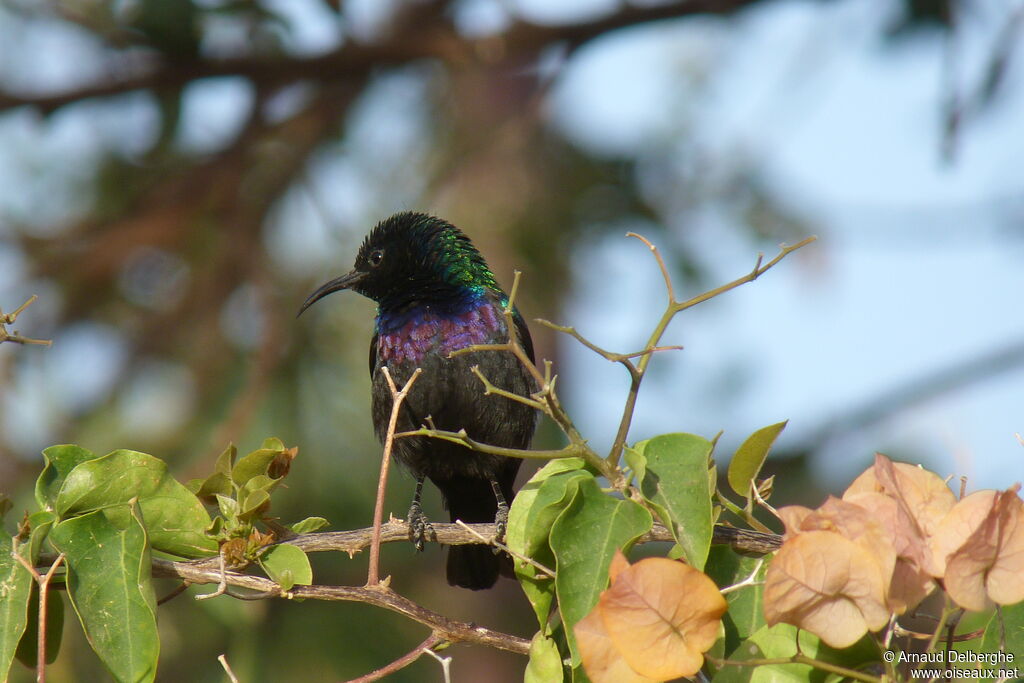 Marico Sunbird male