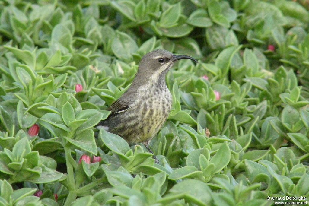 Marico Sunbird female