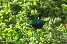 Marico Sunbird