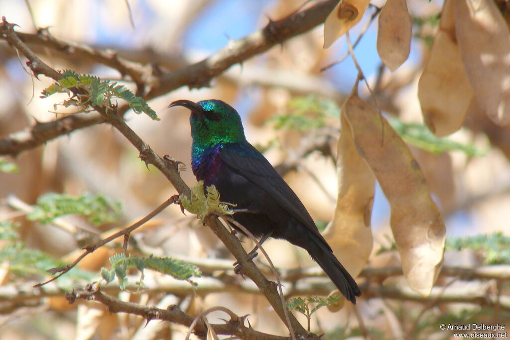 Marico Sunbird