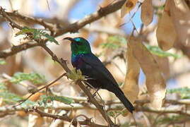 Marico Sunbird