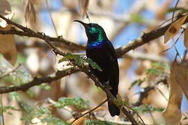 Marico Sunbird