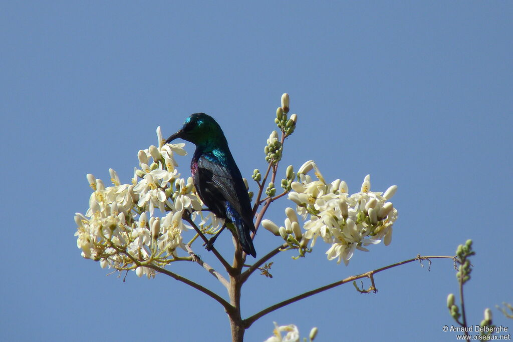 Marico Sunbird