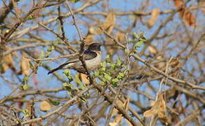 Eastern Violet-backed Sunbird