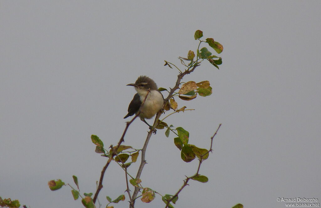 Eastern Violet-backed Sunbird female