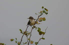 Eastern Violet-backed Sunbird