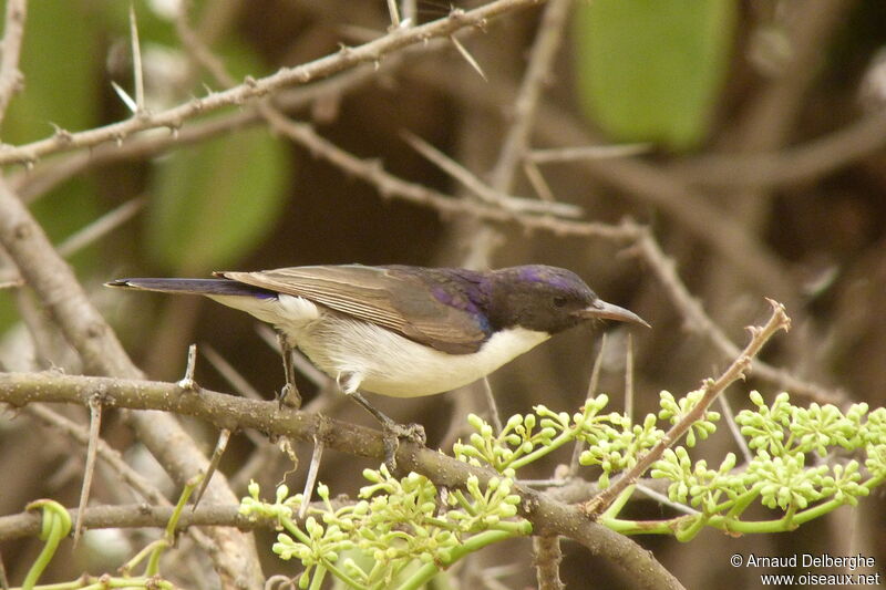 Eastern Violet-backed Sunbird male