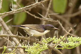 Eastern Violet-backed Sunbird