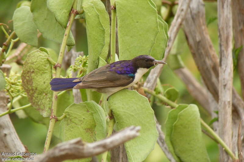 Eastern Violet-backed Sunbird male, habitat, pigmentation