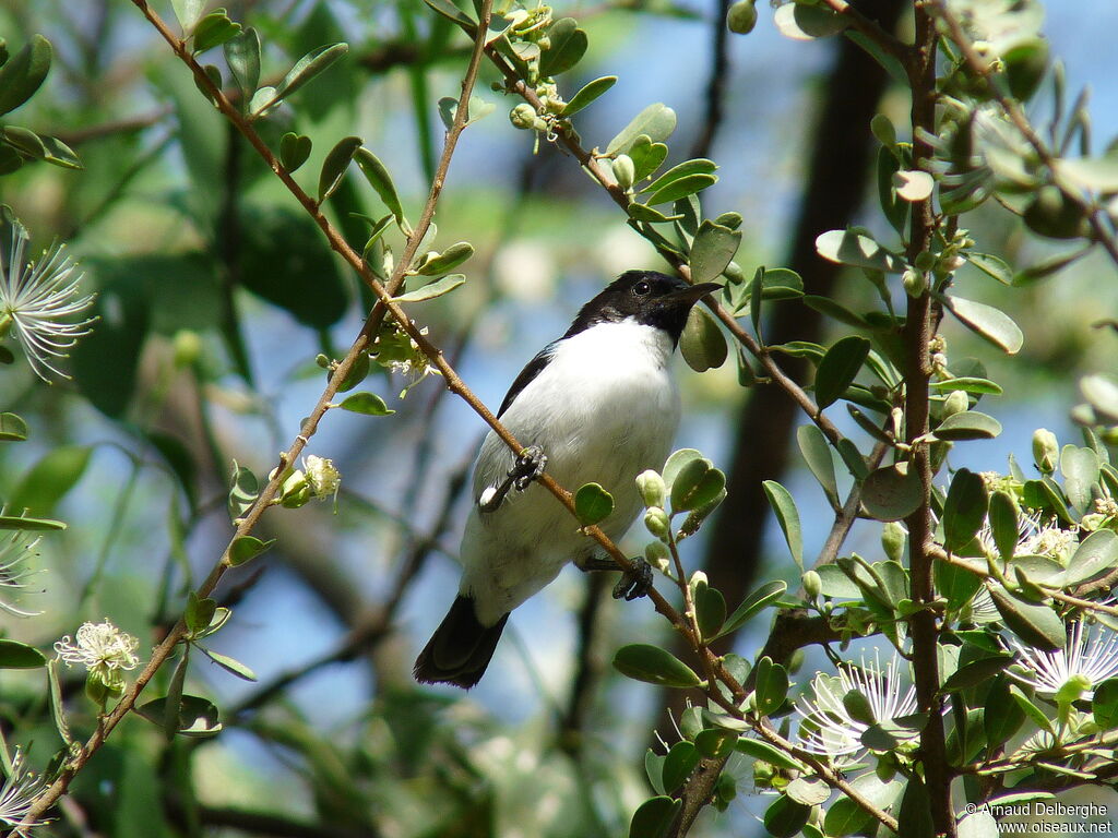 Eastern Violet-backed Sunbird male