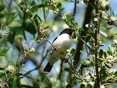 Eastern Violet-backed Sunbird