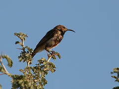 Dusky Sunbird