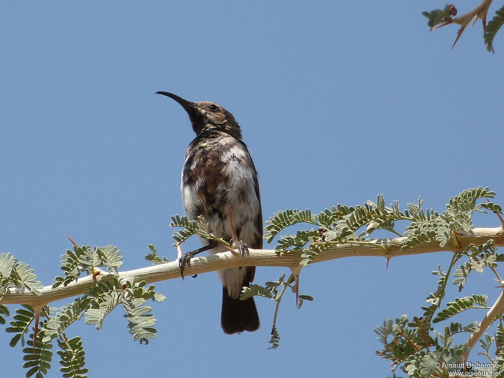 Dusky Sunbird