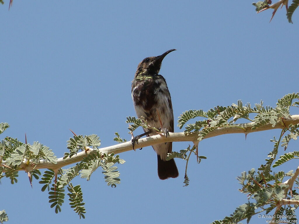 Dusky Sunbird