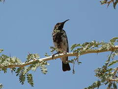 Dusky Sunbird