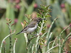 Dusky Sunbird