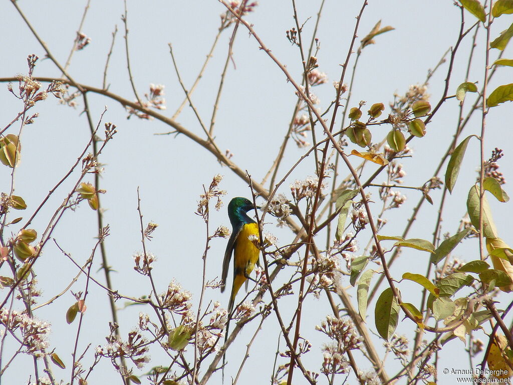 Pygmy Sunbird