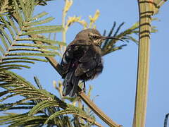 Tacazze Sunbird