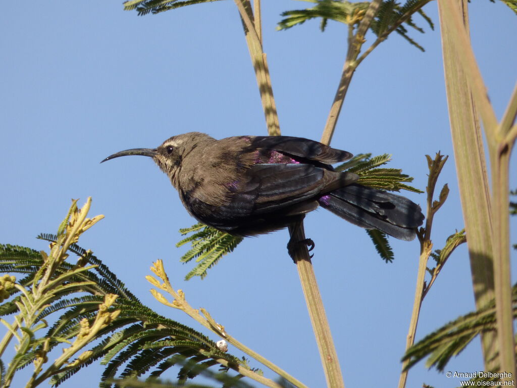 Souimanga tacazzeimmature