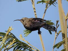 Tacazze Sunbird