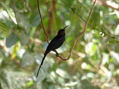 Tacazze Sunbird