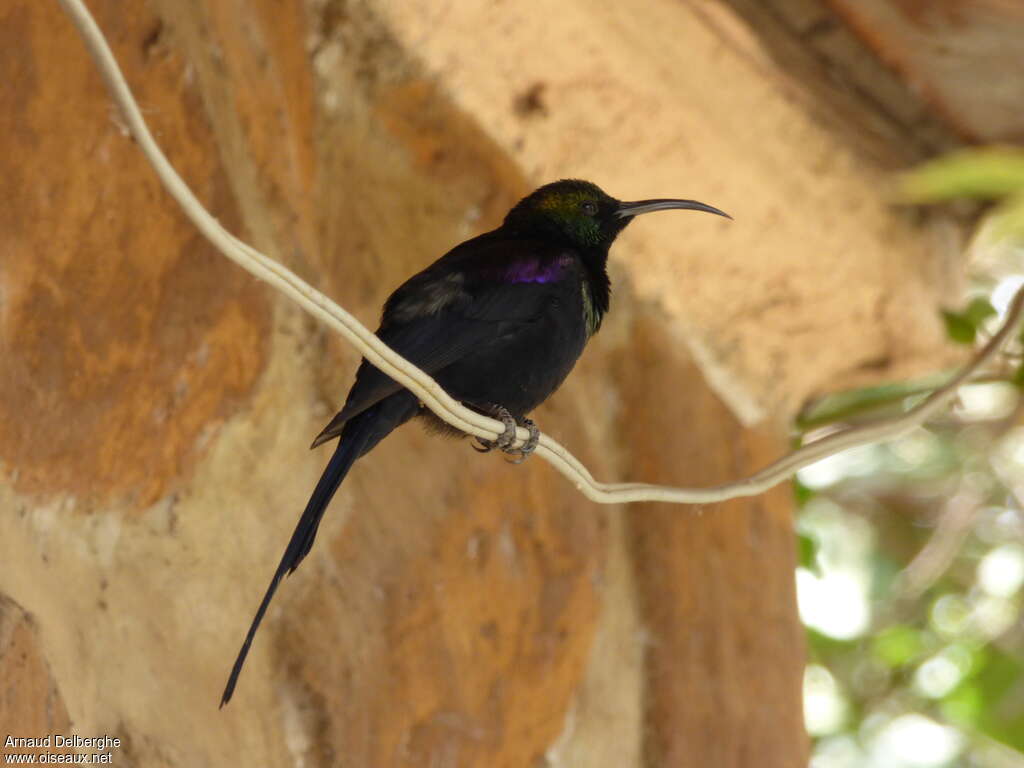 Tacazze Sunbird male adult breeding, Behaviour