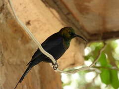 Tacazze Sunbird