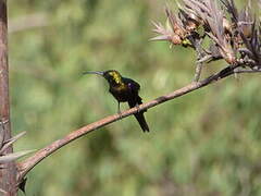 Tacazze Sunbird