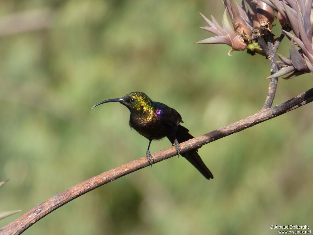 Tacazze Sunbird male