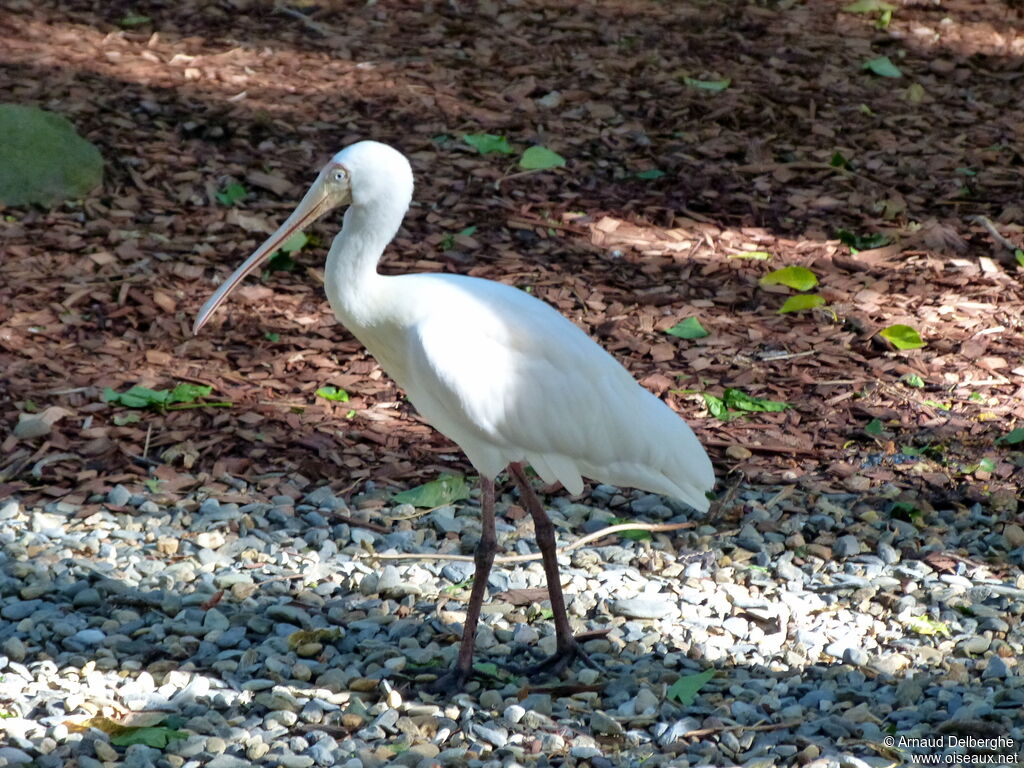 Yellow-billed Spoonbill