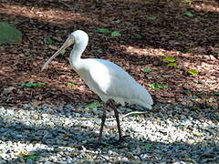 Yellow-billed Spoonbill