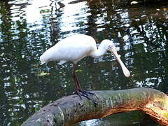 Yellow-billed Spoonbill