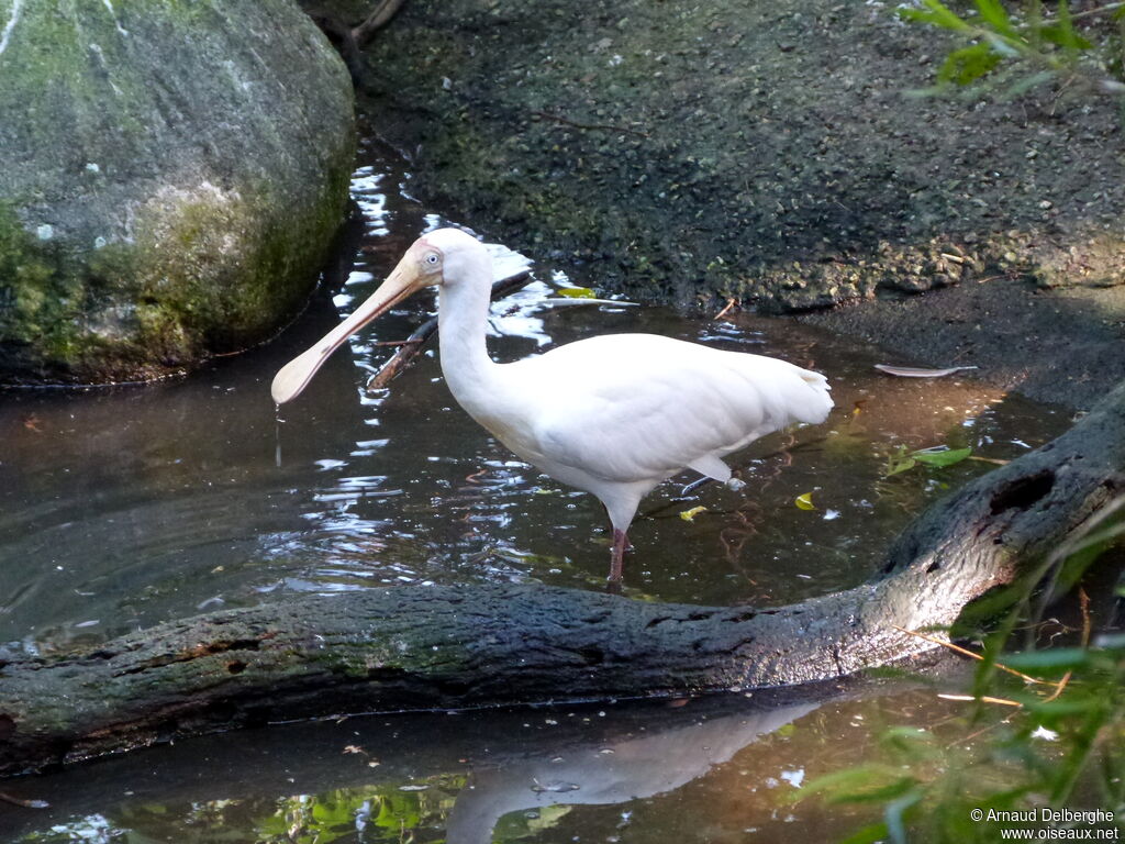 Yellow-billed Spoonbill