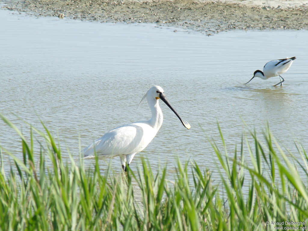 Eurasian Spoonbill