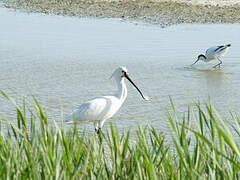 Eurasian Spoonbill