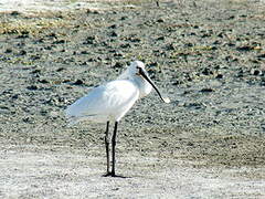 Eurasian Spoonbill