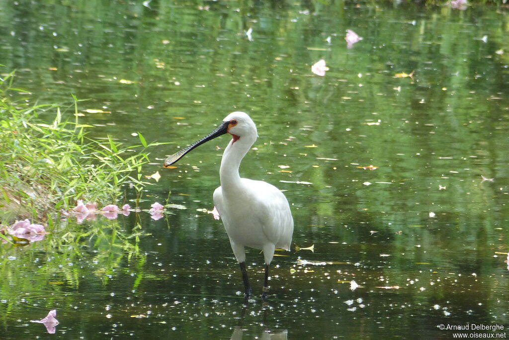 Eurasian Spoonbill