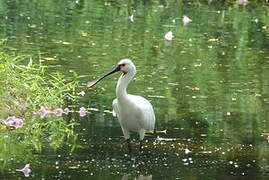 Eurasian Spoonbill