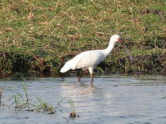 African Spoonbill