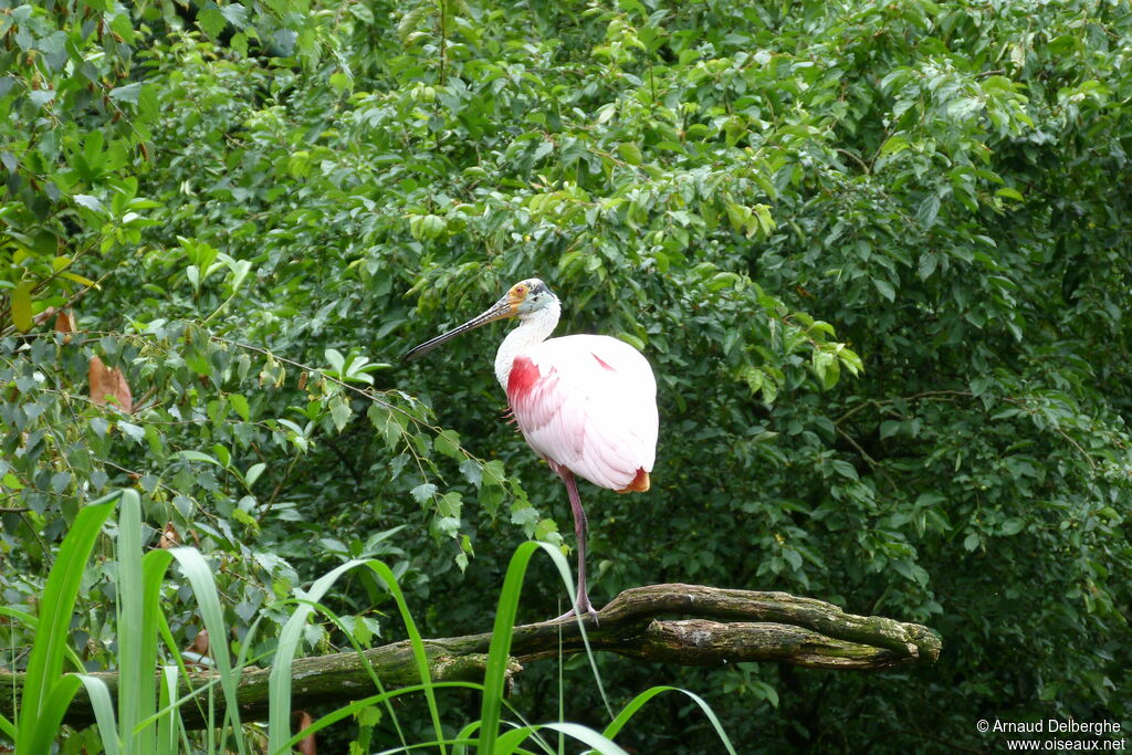 Spatule rosée