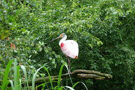 Roseate Spoonbill